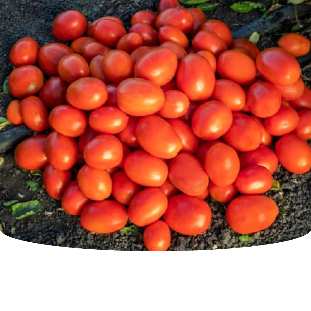 TOMATO　おまとめ商品 Amazon.com : Sow Right Seeds - Cherry Tomato Seed Collection